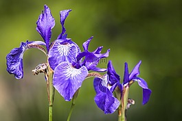 花,自然,植物區(qū)系