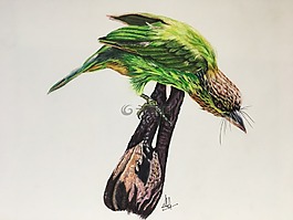 鳥,綠色,羽毛