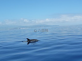 海豚,海洋,海