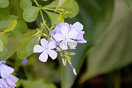 蘭花,開花,花
