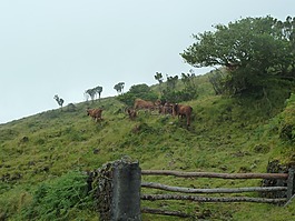 奶牛,牛,牧場