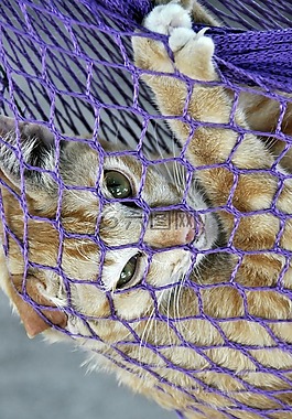 猫,吊床,动物