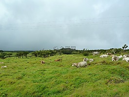 牛,奶牛,景觀