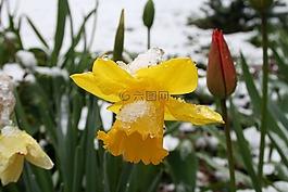 水仙,雪,冬天