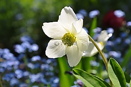 白頭翁,銀蓮花,春