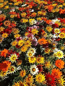 鮮花,顏色,春天