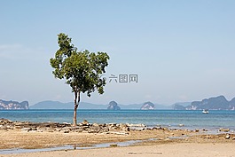 海灘,樹,海