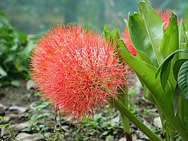 网球花,血百合,花