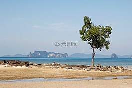 海灘,樹,海
