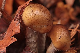 蘑菇,秋季,葉子