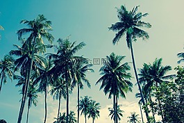 泰國,棕櫚,天空