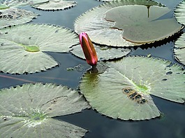 蓮花,綠色,鮮花