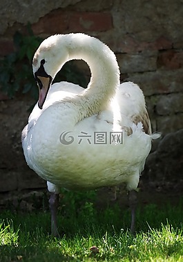 天鵝,鳥,白
