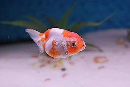 金魚,獅子的頭,水族館