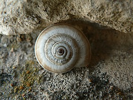 蝸牛,窗體,中心