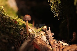 蘑菇,麝香,綠色