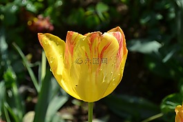 郁金香,鲜花,摄影