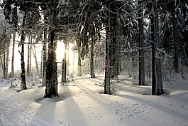 冬天,冬季森林,森林