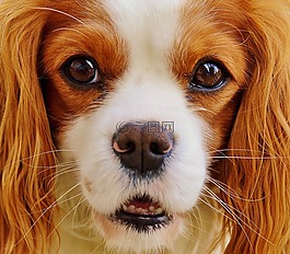狗,騎士國王查爾斯獵犬,搞笑