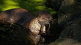獺,池塘,吃