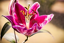 百合,花,性質(zhì)