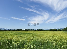字段,草甸,林間空地