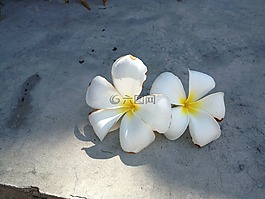 花,潔白的花朵,花的