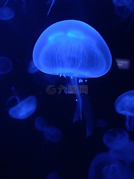 動物,水族館,水下