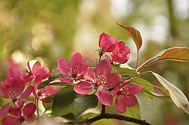 春天,花卉,布魯姆