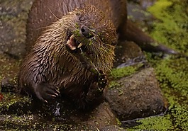 獺,池塘,吃