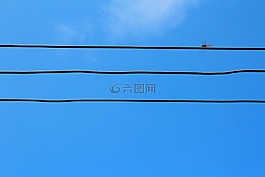 蜻蜓,電源線,電力