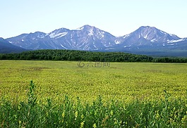 字段,草甸,林間空地