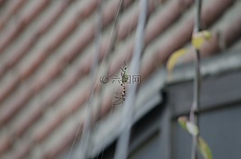 蜘蛛,昆虫,老虎