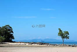 海灘,樹,海