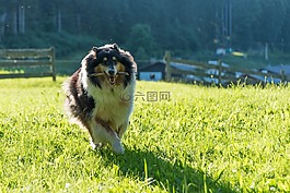 狗,牧羊犬,純種狗