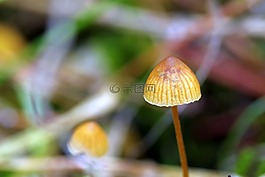 蘑菇,小,小小