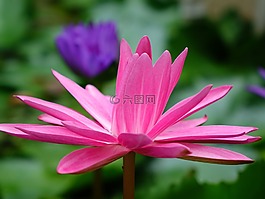 紅色的蓮花,紅色,晚上開的花