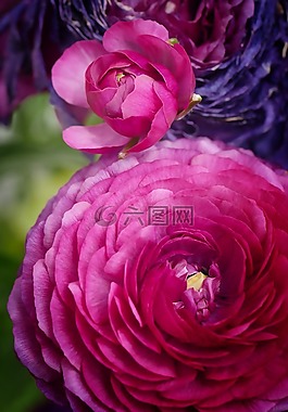 花,牡丹,春天