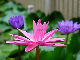 蓮花,紅色的蓮花,紅色