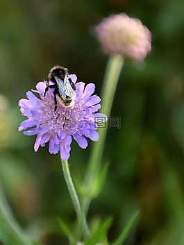 蜜蜂,花,關閉
