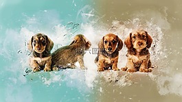 小狗,狗,漆