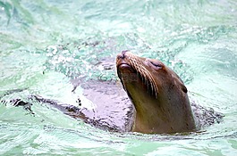 海獅,水,游泳