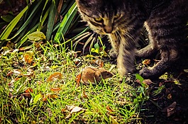 鼠标,猫,地老鼠