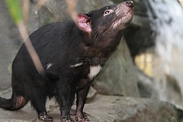 塔斯馬尼亞魔鬼,sarcophilus harrisii,物種