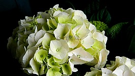 绣球,光,花