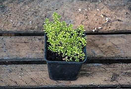 麝香草,植物,性质