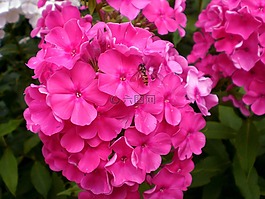 福祿考,開花,廠