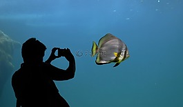 側影,蝙蝠魚,水族館