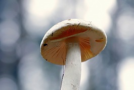 蘑菇,帽子,斑