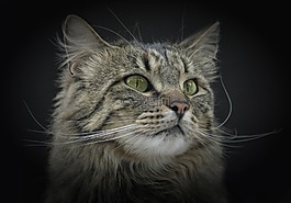 宿醉,挪威森林猫,绿色的眼睛
